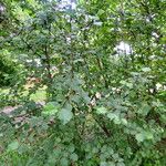 Alnus alnobetula Pokrój