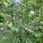 Alnus alnobetula 整株植物