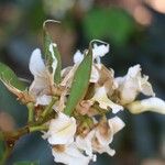 Craibia grandiflora Λουλούδι