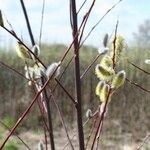 Salix daphnoides Fruct