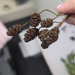 Alnus incana Flor