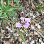 Erysimum linifolium Blomst