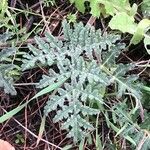 Thapsia villosa Leaf