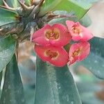 Euphorbia milii Kvet