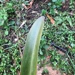 Amaryllis belladonna Leaf