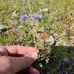 Scabiosa canescens Flower