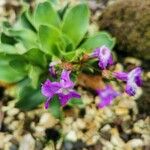 Primula spectabilis Цветок