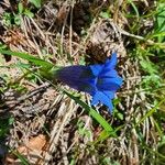 Gentiana acaulisFlower