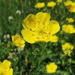 Potentilla grandiflora 花