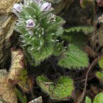 Stachys brachyclada Лист