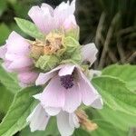 Althaea officinalis Blomma