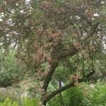 Malus toringo Συνήθη χαρακτηριστικά