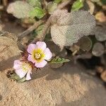 Melochia corchorifolia Flor