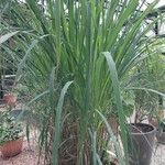 Cymbopogon citratus 葉