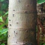 Clusia rosea Bark