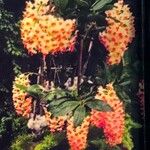 Dendrobium thyrsiflorum Flor