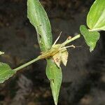 Commelina obliqua Fruit