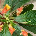 Impatiens auricoma Blomst