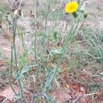 Lactuca serriolaFlors