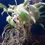Anubias barteri Habitus
