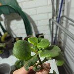 Crassula multicavaبرگ