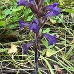 Orobanche lavandulacea Blodyn