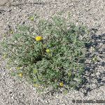 Chaenactis glabriuscula Hábito