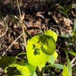 Euphorbia biumbellata 花