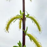 Salix babylonica Blüte