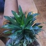 Dracaena acaulis Лист