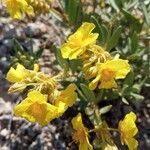 Helianthemum squamatum Flor