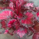 Begonia rex Leaf