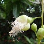 Barringtonia racemosa പുഷ്പം