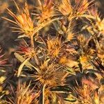 Dicoma tomentosa Fruit