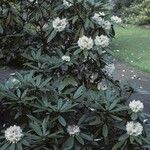 Rhododendron crinigerum Habit