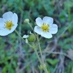 Drymocallis rupestris Plante entière