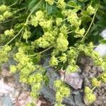 Alchemilla alpina Květ