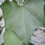 Sechium edule Φύλλο