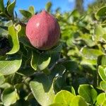 Carissa macrocarpa Fruit