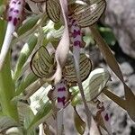 Himantoglossum hircinum 花