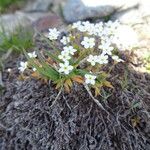 Androsace obtusifolia Kvet