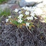 Androsace obtusifolia Flor