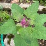 Chenopodium giganteum 葉