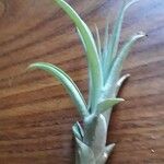 Tillandsia paucifolia 形態