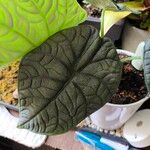 Alocasia baginda Лист