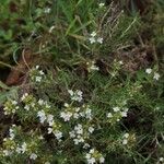 Thymus zygis Flower