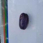 Dacryodes edulis Fruit