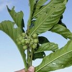 Solanum sessile Fruto
