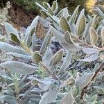 Eriodictyon crassifolium Hoja