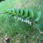 Polygonatum odoratumFlor